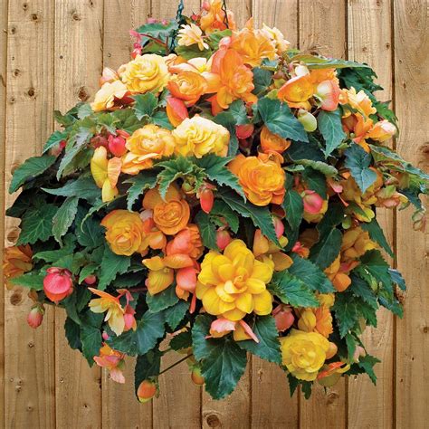 begonia fragrant